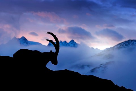 Alpine Ibex, animal in nature rock habitat, France. Twilight night in the high mountain. Ibex