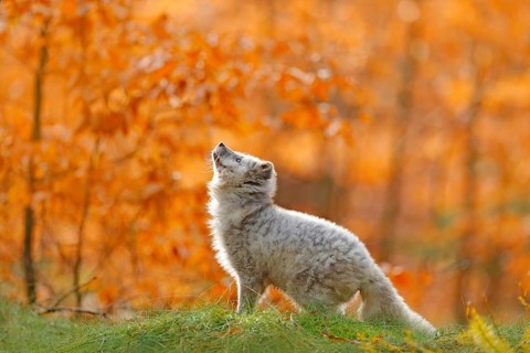 Arctic polar fox running in orange autumn leaves. Cute Fox, fall forest. Beautiful animal in the