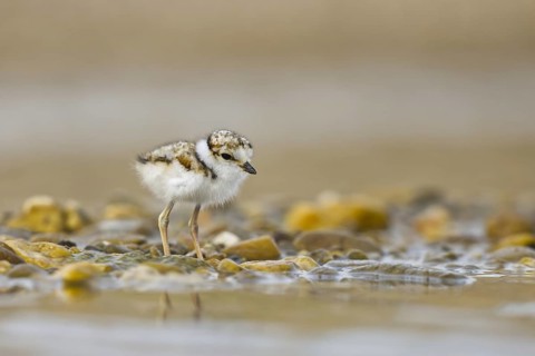 Little Ringed Plover (Charadrius dubius) chick, North Rhine-Westphalia, Germany