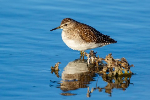 Wood Sandpiper (Tringa glareola) foraging, Greece