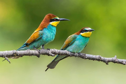 European Bee-eater (Merops apiaster) perched on a branch, Subotica, Serbia