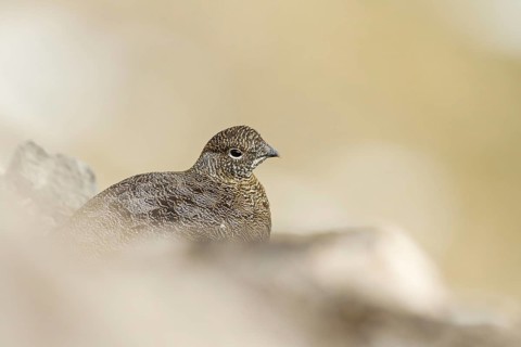 Rock Ptarmigan (Lagopus muta), Grisons, Switzerland