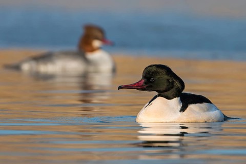 Common Merganser (Mergus merganser) pair, Saxony-Anhalt, Germany