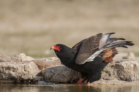 Bateleur (Terathopius ecaudatus) female, Northern Cape, South Africa
