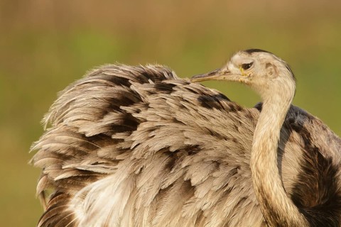 Greater Rhea (Rhea americana), Corrientes, Argentina