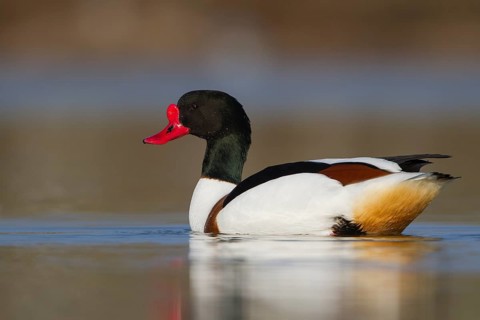 Common Shelduck (Tadorna tadorna) male, Texel, Netherlands