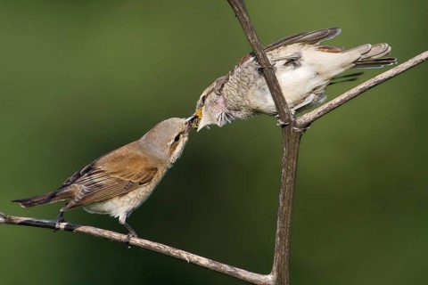 Red-backed Shrike (Lanius collurio) female feeding juvenile, Saxony-Anhalt, Germany
