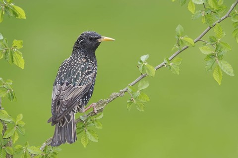 Common Starling (Sturnus vulgaris), Brandenburg, Germany