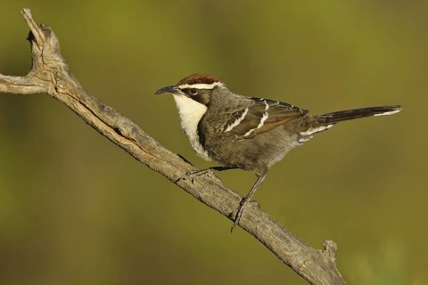 Chestnut-crowned Babbler (Pomatostomus ruficeps), New South Wales, Australia