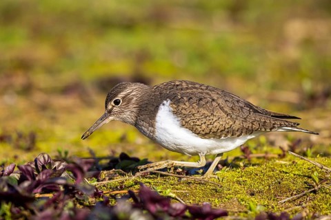 Common Sandpiper (Actitis hypoleucos), North Rhine-Westphalia, Germany