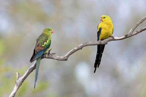 Regent Parrot (Polytelis anthopeplus) pair perched on a branch, Victoria, Australia