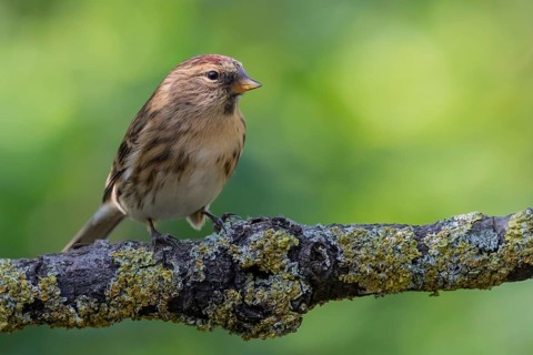 Common Redpoll (Acanthis flammea), Lower Saxony, Germany