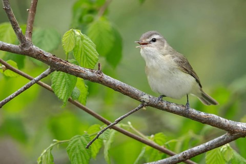 Warbling Vireo (Vireo gilvus) perched on a branch in Victoria, BC, Canada
