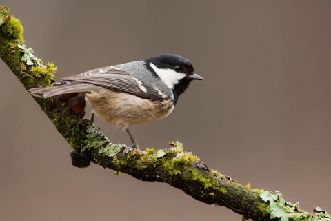 Coal Tit (Periparus ater), North Rhine-Westphalia, Germany