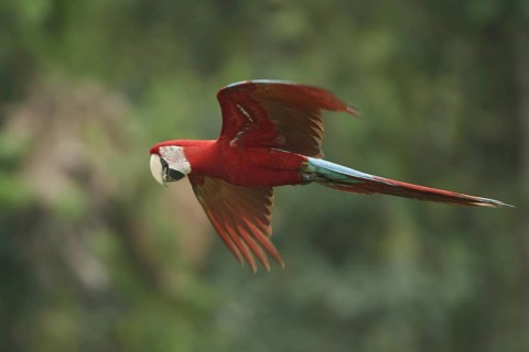 Red-and-green Macaw (Ara chloropterus) flying, Manu National Park, Peru