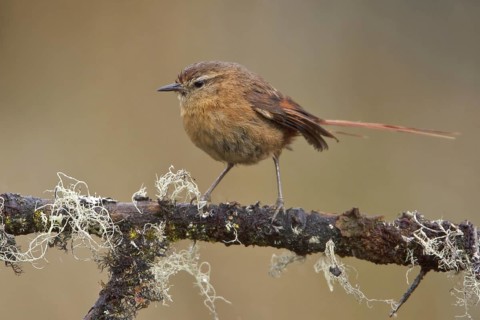 Tawny Tit-Spinetail (Leptasthenura yanacensis), Central Highlands, Peru