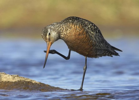Hudsonian Godwit (Limosa haemastica) male, Manitoba, Canada