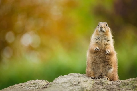 Schwarzschwanz-Präriehund, Cynomys ludovicianus Black-tailed Prairie Dog, Cynomys ludovicianus
