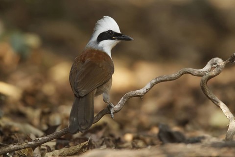White-crested Laughingthrush (Garrulax leucolophus), Kaeng Krachan, Thailand