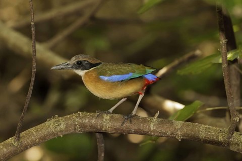 Mangrove Pitta (Pitta megarhyncha) male, Singapore