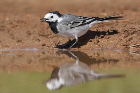 White Wagtail (Motacilla alba), Mallorca, Spain