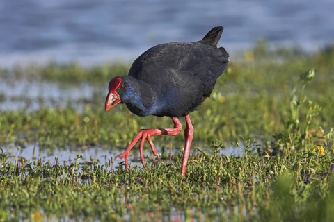 Western Swamphen (Porphyrio porphyrio), Mallorca, Spain