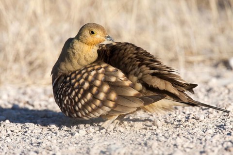 Namaqua Sandgrouse (Pterocles namaqua) male, Etosha, Namibia