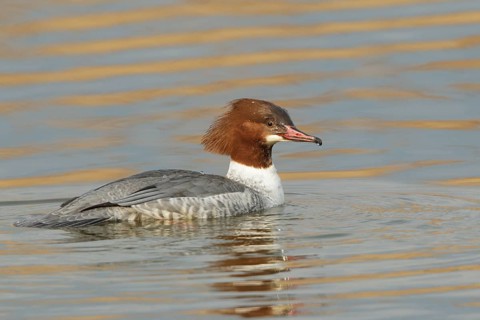 Common Merganser (Mergus merganser) female, St. Gallen, Switzerland