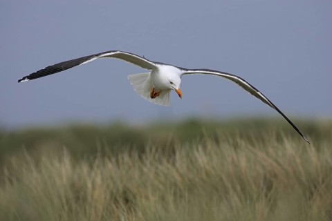 Heringsmoewe; lat. Larus fuscus; im Flug von vorn über den Dünen