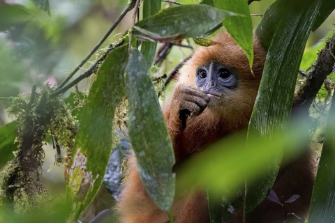 Chestnut langur (Presbytis rubicunda), Lahad Datu, Sabah, Malaysia