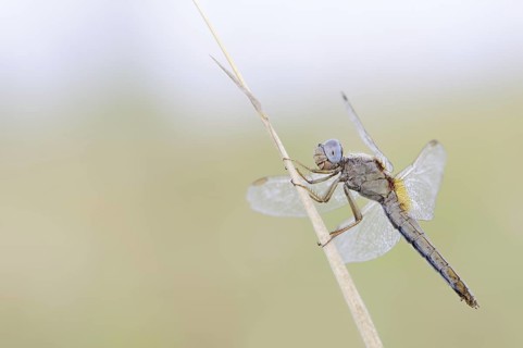 Scarlet Dragonfly (Crocothemis erythraea), female, North Rhine-Westphalia, Germany