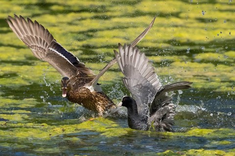 Mallard (Anas platyrhynchos) and coot (Fulica atra) fighting in the water, wings spread wide and