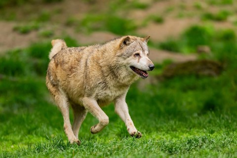Eastern wolf (Canis lupus lycaon) running over a meadow, Bavaria, Germany