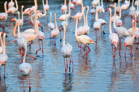 Pink flamingos (Phoenicopterus roseus), standing in the pond, Pont de Gau Bird Park,