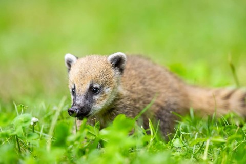 South American coati (Nasua nasua) youngster standing on the ground, captive, Zoo Augsburg