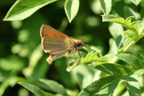 Large skipper (Ochlodes venatus), sitting on a green leaf, close-up, macro photograph, Wilnsdorf,