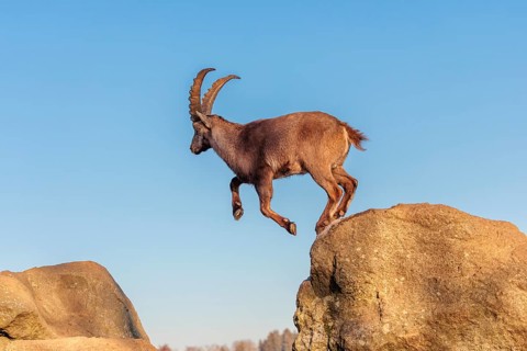 A male ibex (Capra ibex) leaps from rock to rock in the warm evening light. A blue sky can be seen