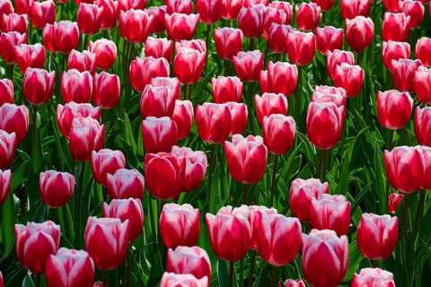Field of flowers with bright red tulips and pink border in spring, full of vibrancy and nature,