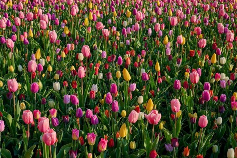 A wide field full of different coloured tulips in full bloom, Keukenhof, Lisse, province of South