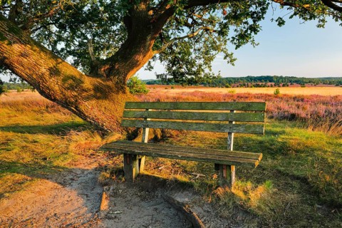 Bench in the evening light under a large oak tree and on the edge of the blooming Lüneburg Heath,