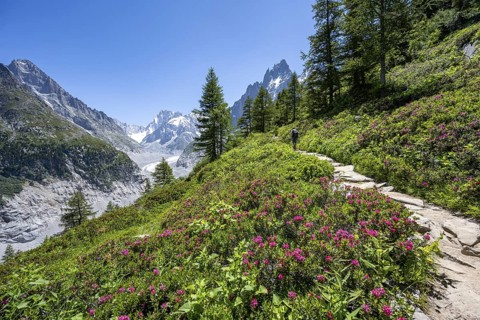 Picturesque mountain landscape with blooming alpine roses, imposing mountain peaks and glaciers,