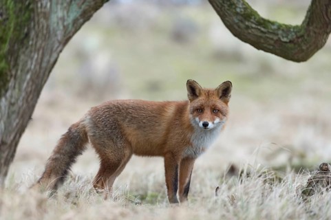 Red Fox (Vulpes vulpes) standing in open country under a tree, framed by this quai, beautiful,