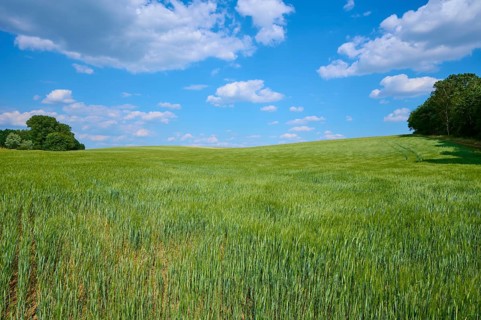 Green barley field under blue sky with drifting clouds, calm atmosphere, summer, Thüngen, district