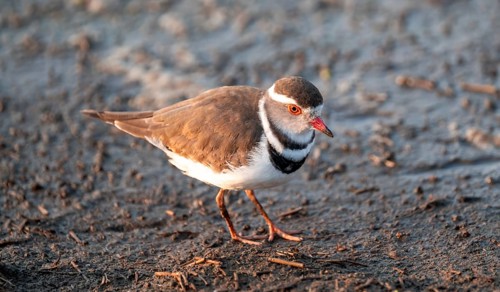 Three-banded plover (Charadrius tricollaris), in the morning light, Kruger National Park, South