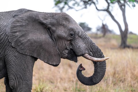 African elephant (Loxodonta africana), adult, drinking, animal portrait, Kruger National Park,
