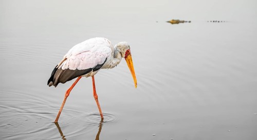 Glutton (Mycteria ibis) in the water looking for food, at sunrise, Sunset Dam, Southern Kruger