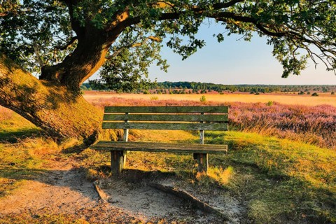 Bench in the evening light under a large oak tree and on the edge of the blooming Lüneburg Heath,