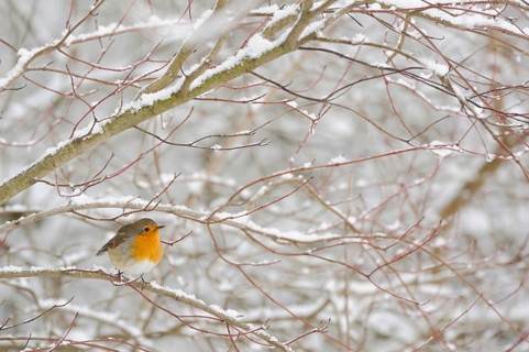 Robin (Erithacus rubecula) in winter, snow, sitting in snow-covered bushes, in a hard shrub, small