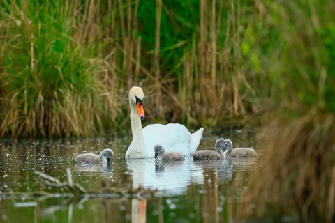 A swan with its chicks in the water of a pond, surrounded by green vegetation, Mute Swan, (cygnus