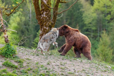 A Eurasian gray wolf (Canis lupus lupus) encounters a European brown bear (Ursus arctos arctos) in